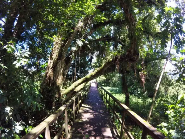 Holzsteg durch üppigen Dschungel in Honduras. Ein Abenteuer beim **backpacking Honduras** beginnt hier.
