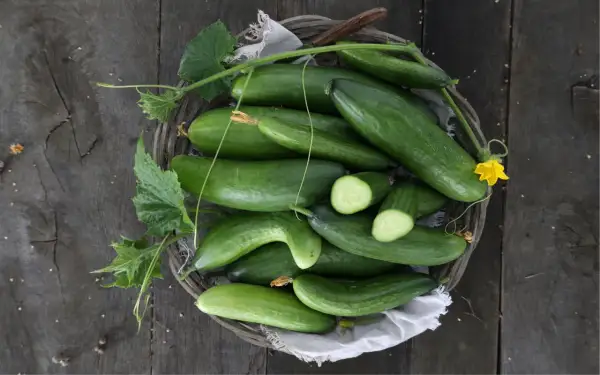 Frisch geerntete Gurken liegen in einem Korb. Die grünen Früchte mit Blättern und einer gelben Blüte sind bereit für die Zubereitung.