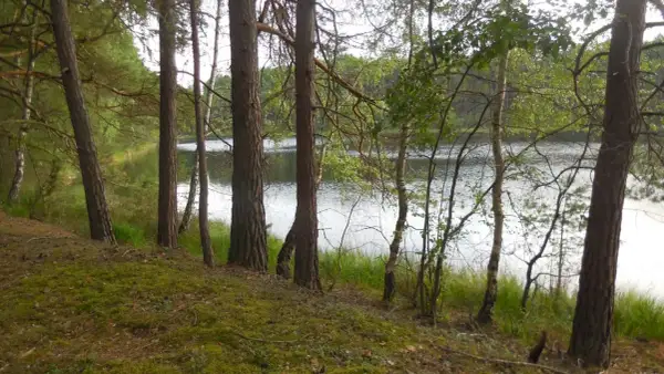 Widok na jezioro z zalesionego brzegu. To idealne miejsce na odpoczynek przy punkcie widokowym Struga Siedmiu Jezior.