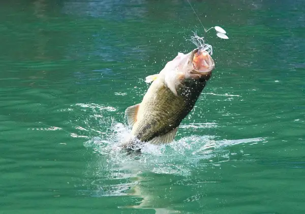 Ein großer schwarzbarsch springt aus dem grünen Wasser, angebissen an einem Köder. Ein aufregender Fang in Deutschland.