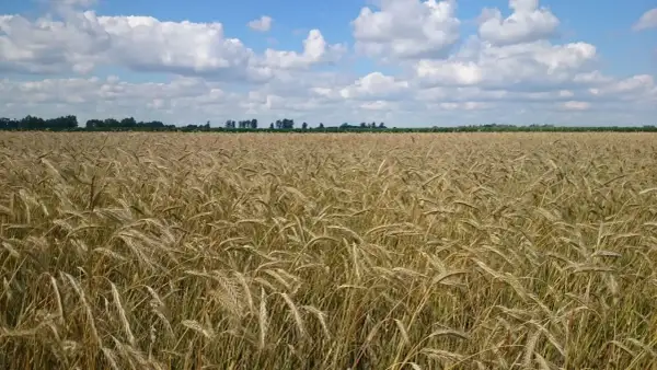 Pole dojrzałego zboża pod błękitnym niebem z chmurami. Ziemia żyzna dzięki wapnu Orcal, zapowiada obfite plony.