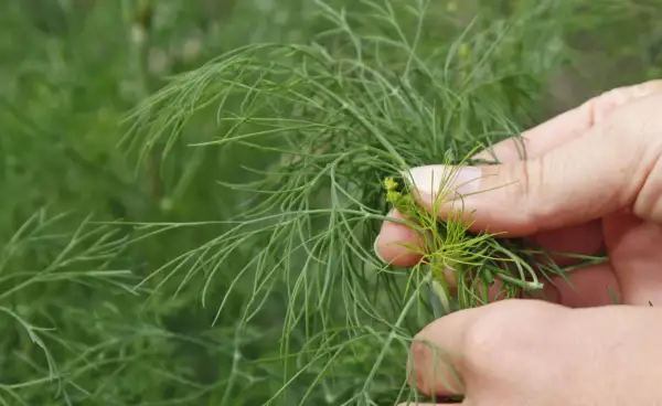 Hände ernten frischen Dill. Die feinen grünen Zweige sind bereit für die Küche.
