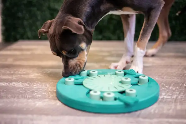 Perro concentrado resolviendo uno de los juegos mentales para perros, un juguete interactivo de color turquesa.