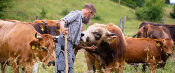 Ein Bauer streichelt eine Kuh der Rasse Murnauer-Werdenfelser auf einer grünen Weide.