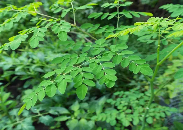 Rami di moringa pianta in Italia, con foglie verdi ovali e un fusto sottile.
