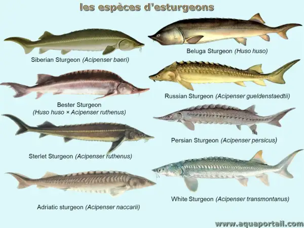 Illustration de plusieurs espèces de poisson esturgeon, dont le béluga, le sterlet et l'esturgeon blanc.