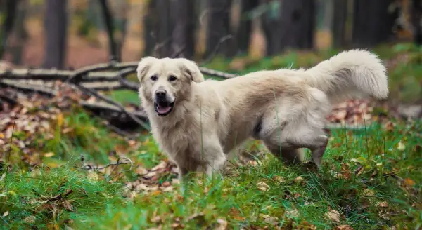 Ile kosztuje golden retriever z hodowli? Sprawdź ceny i czynniki wpływające na koszt