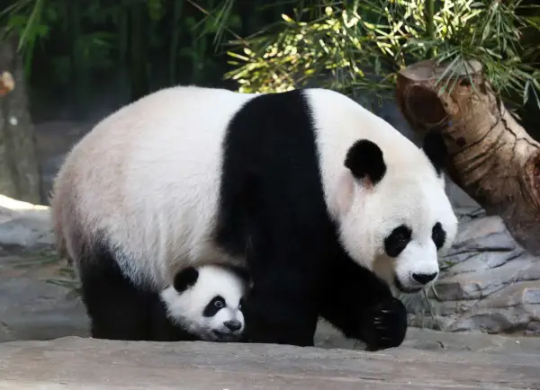 Dorosła panda i jej młode ukryte pod nią, na tle bambusów i kamieni.
