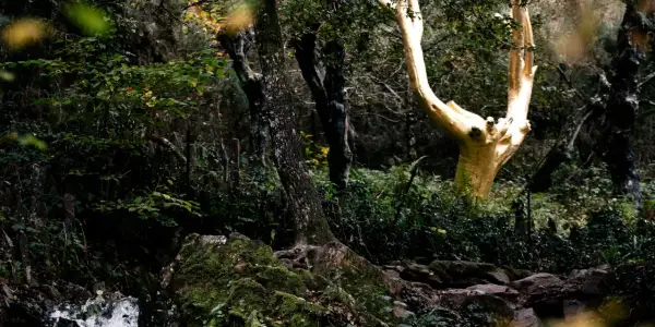 Un arbre doré se dresse au milieu de la forêt de Brocéliande, entouré de végétation luxuriante et de rochers moussus.