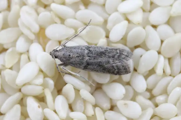 Un insecte gris, ressemblant à une petite mite, se repose sur un lit de graines de sésame, rappelant un curieux insecte pates alimentaire.