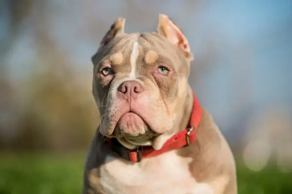 Silny american bully w czerwonej obroży, z wyrazem psiej determinacji, niekoniecznie agresji.