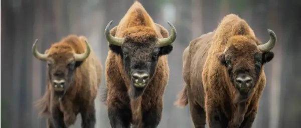 W którym roku powstał Białowieski Park Narodowy? Odkryj jego historię