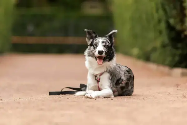 Skuteczne metody, jak wytresować border collie bez frustracji