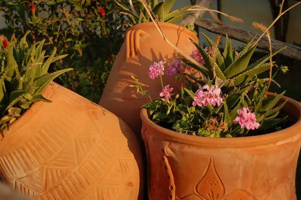 Las mejores plantas que poner en tinajas de barro para tu jardín
