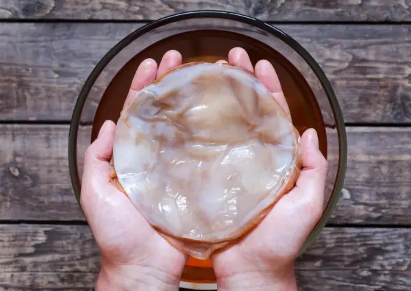 Jak przechowywać grzybek kombucha, aby nie stracił zdrowia i smaku