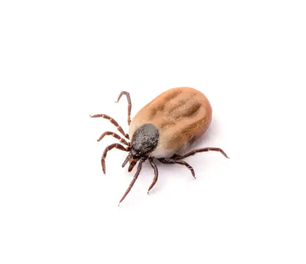 Co zjada kleszcze? Odkryj naturalnych wrogów tych pasożytów