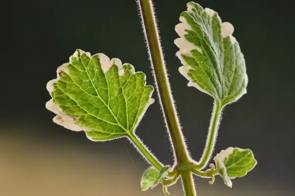Planta de incienso para qué sirve: beneficios sorprendentes y usos prácticos