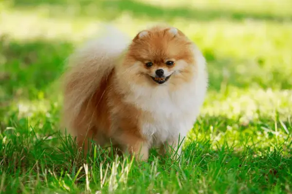 Ile powinien jeść szczeniak pomeranian? Kluczowe informacje o diecie.