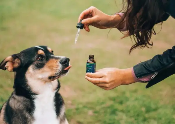 Jaki olej CBD dla psa: wybierz najlepszy produkt dla zdrowia pupila
