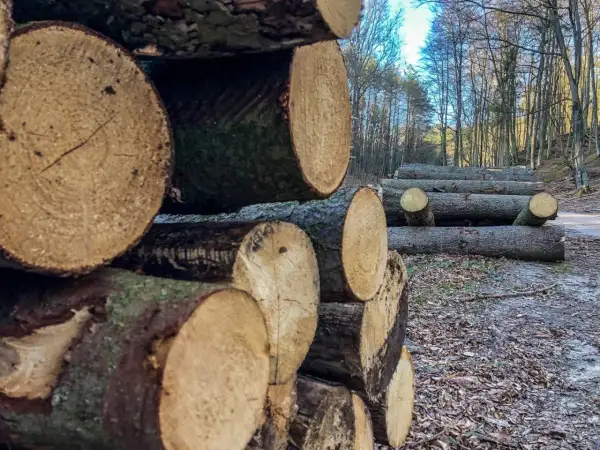 Ile kosztuje samowyrób drewna w lesie? Ceny, które zaskoczą