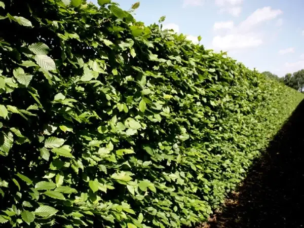 Ile rośnie żywopłot? Odkryj zaskakujące tempo wzrostu różnych gatunków