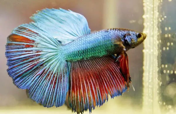 Jak wyglądają rybki? Odkryj fascynujące cechy ryb akwariowych