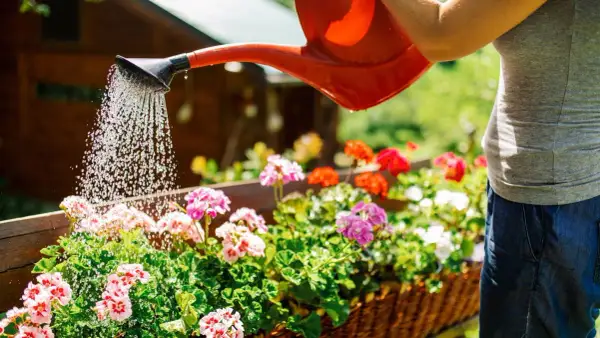 La hora perfecta para regar las plantas y evitar que se sequen