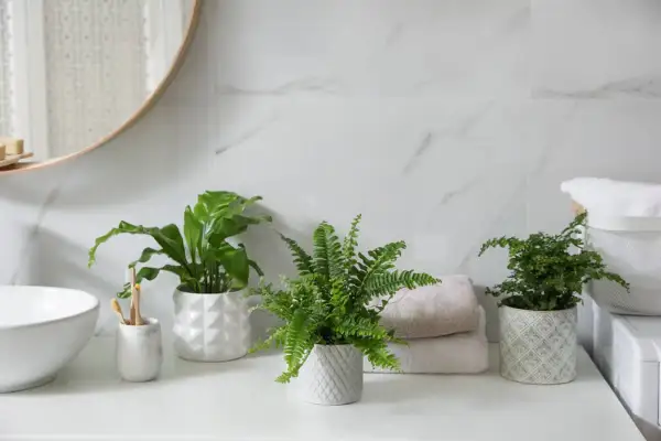 Tres plantas para el baño, un helecho frondoso y dos plantas de hojas verdes, aportan frescura a la encimera junto a un lavabo y toallas apiladas.