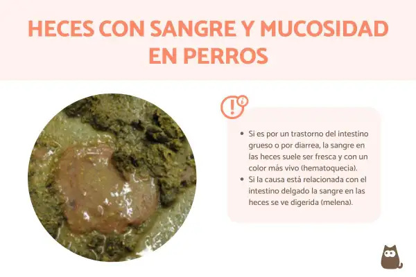 Heces de perro con sangre y moco, posible síntoma de parvovirus.