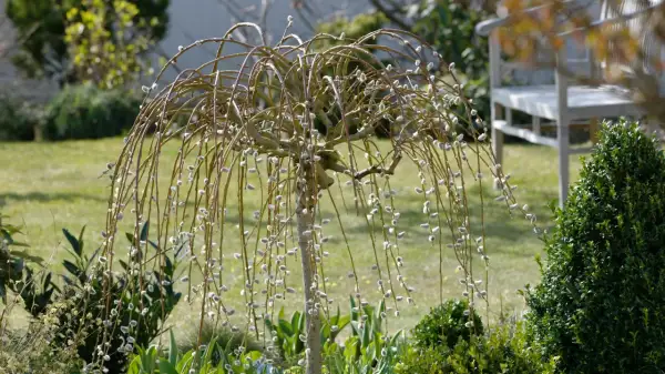 Eine hängende Sal-Weide mit weichen Kätzchen im Frühling. Im Hintergrund ein Garten mit Rasen und einer Bank.