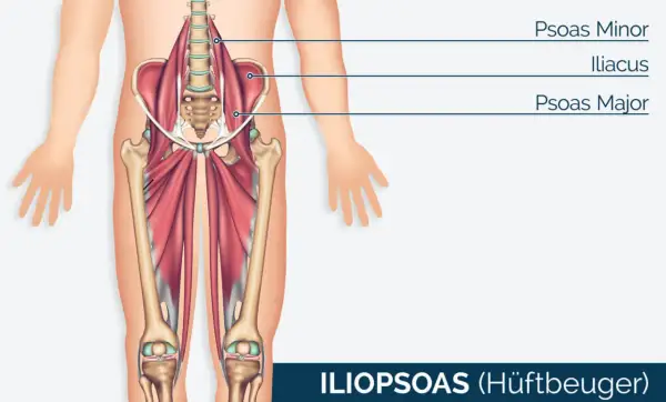 Der Iliopsoas-Muskel, auch Hüftbeuger genannt, mit dem prominenten psoas major, ist im menschlichen Becken und Oberschenkel dargestellt.