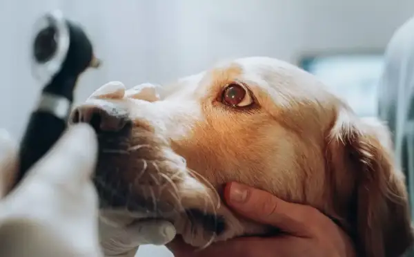 En veterinär undersöker en hunds öga med ett otoskop. Detta är en del av en besiktning för att säkerställa hundens hälsa.