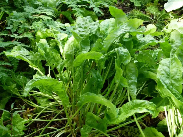 Ein dichter Busch grüner Sauerampfer Pflanzen wächst im Garten. Die Blätter sind frisch und leicht gewellt.