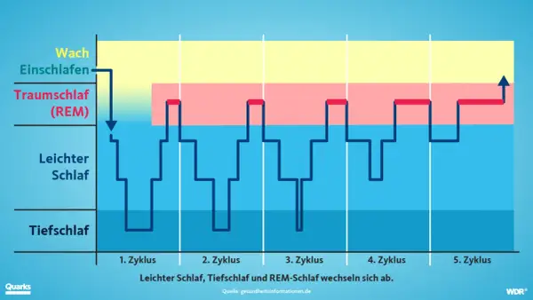 Grafik zeigt, welche Schlafphasen es gibt: Wach, Leichtschlaf, Tiefschlaf und Traumschlaf (REM). Diese wechseln sich zyklisch ab.