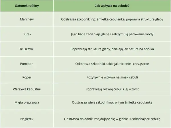 Tabela podpowiada, co sadzić obok cebuli: marchew, burak, truskawki, pomidor, koper, warzywa kapustne, mięta, nagietek.