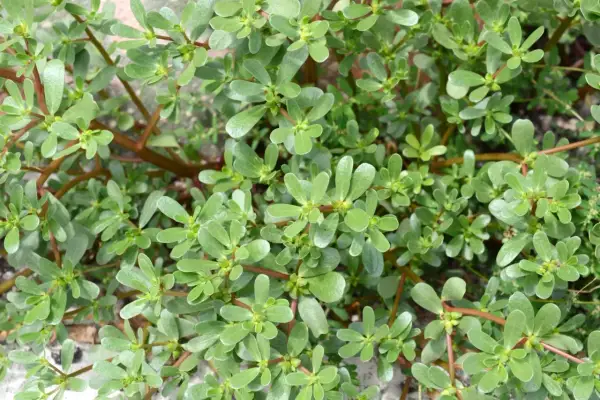 Gęsty dywan zielonych liści i czerwonych łodyg Portulaca oleracea L. tworzy naturalny, płożący się wzór.