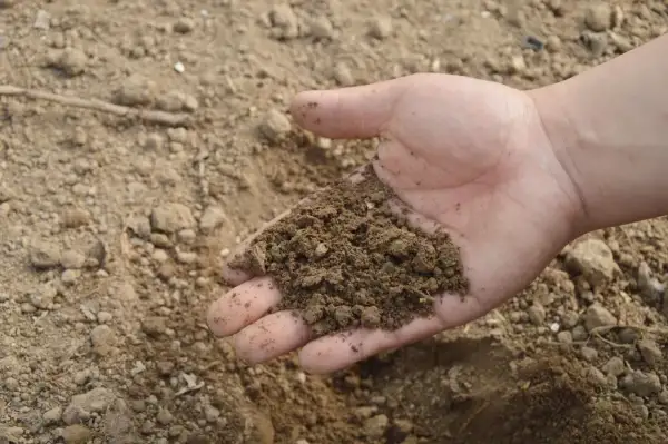 Dłoń trzyma garść żyznej ziemi, bogatej w humus. To obietnica wzrostu i plonów.