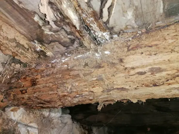 Madera podrida y con moho, un problema que requiere saber como eliminar el moho de la madera para restaurarla.