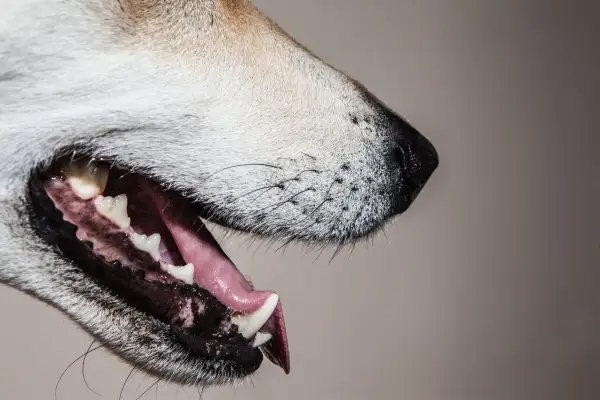 Close-up of a dog's open mouth, revealing the intricate dog tooth anatomy with sharp incisors and molars.