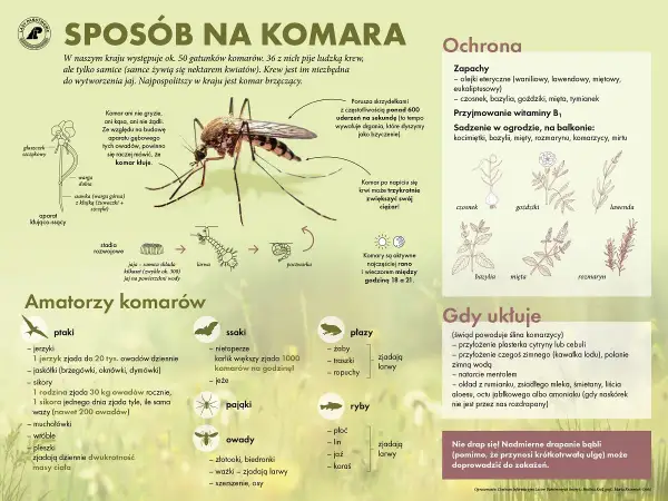 Duży komar na ilustracji to samica, która potrzebuje krwi do produkcji jaj.