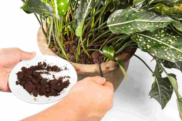Mani che aggiungono fondi di caffè alle piante in vaso. Un cucchiaino raccoglie il caffè da un piattino bianco, pronto per nutrire la terra.