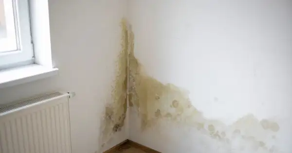 Widoczne dziwne plamy na ścianie w rogu pokoju, przypominające pleśń, rozciągają się od parapetu okiennego w dół.