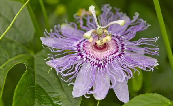 Eine lila Passionsblume mit feinen Fäden. Für die richtige **Passionsblume Pflege** braucht sie viel Sonne und einen guten Rückschnitt.