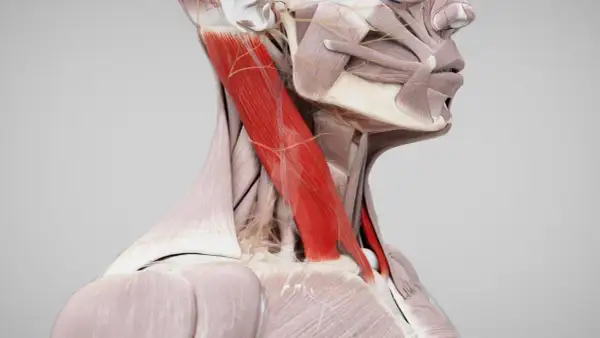 Der Musculus sternocleidomastoideus, ein kräftiger Halsmuskel, ist in Rot hervorgehoben.