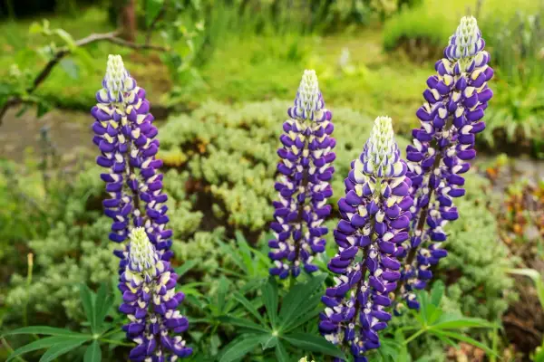 Schöne, aber **lupinen giftig** sind, blühen in einem Garten mit lila und weißen Blüten.