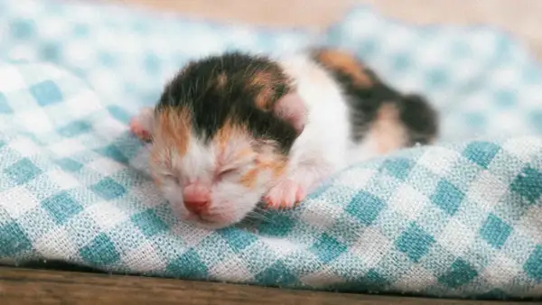 Un adorable gato recién nacido, con su pelaje tricolor, duerme plácidamente sobre una manta a cuadros.
