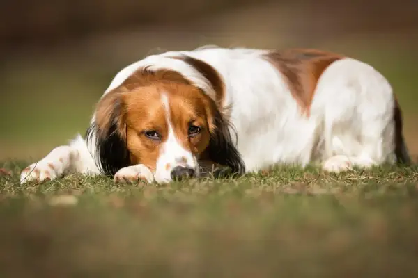 En trött hund med brun och vit päls ligger på gräset. Den ser lite hängig ut, kanske har den diarre hund.
