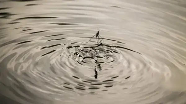 Todo lo que necesitas saber sobre las pulgas de agua y su importancia ecológica