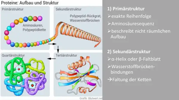 Schema zeigt den Proteine Aufbau: von Aminosäuren zur komplexen Quartärstruktur. Der Proteine Aufbau erklärt die Faltung.