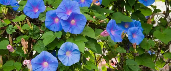 Vibrant blue morning glories bloom, their trumpet shapes unfurling. While beautiful, are morning glories poisonous? The seeds can be, but the flowers are generally safe.